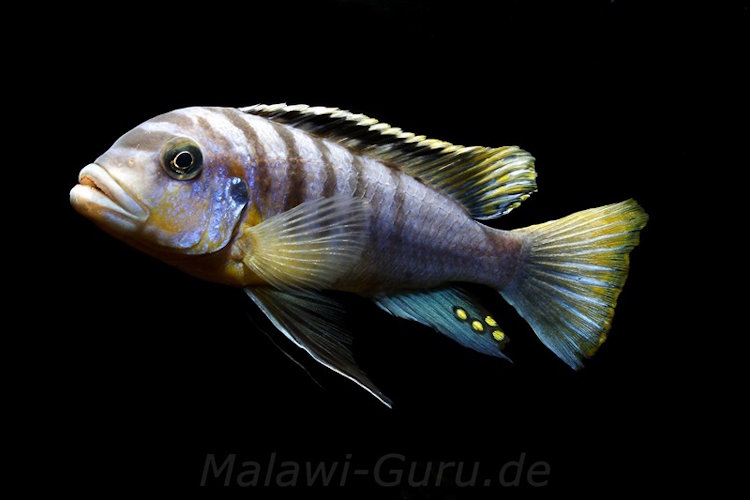 Metriaclima fainzilberi 'Lundu' Metriaclima fainzilberi 'Lundu'